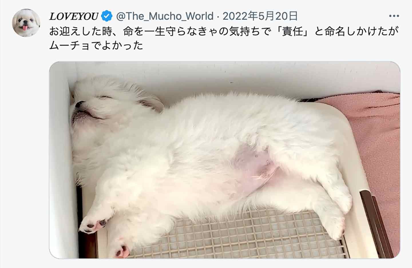 犬が聞き取りやすい音を意識し、子犬に『ムーチョ』と命名 犬が聞き取りやすい音を意識し、子犬に『ムーチョ』と命名