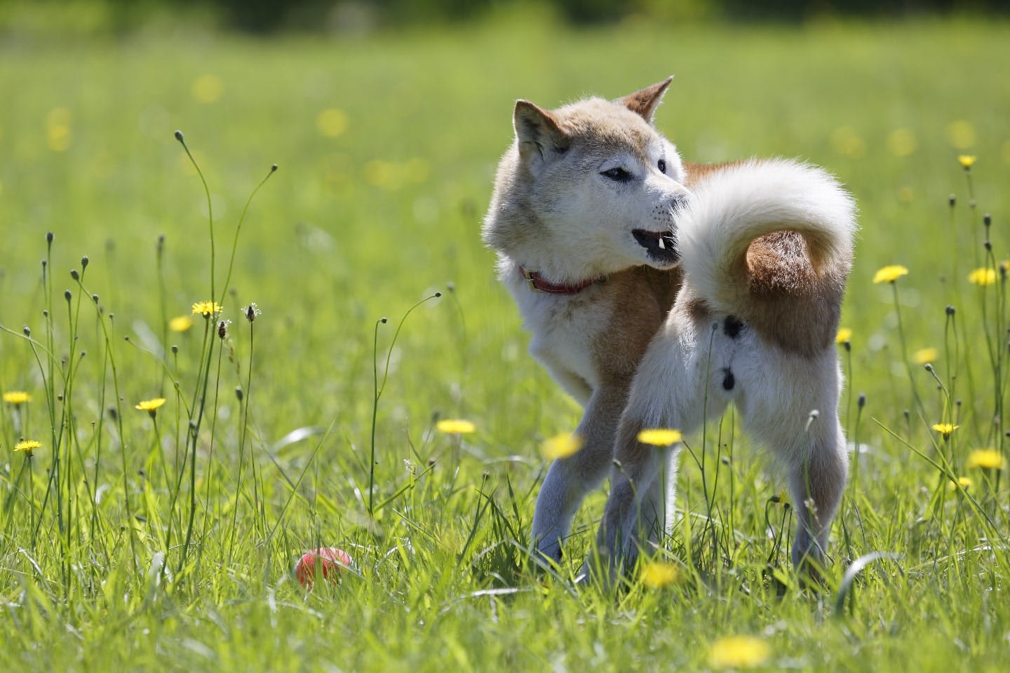 犬 ノーリード 罰則 販売済み