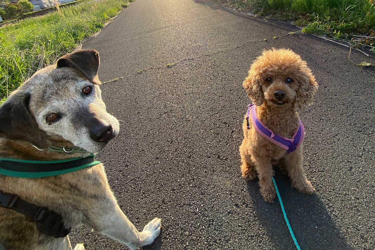 高橋さんの愛犬、ロー君とステン君 高橋さんの愛犬、ロー君とステン君