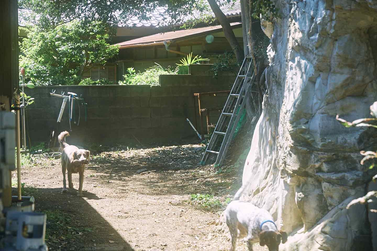 本多さんの自宅の庭が愛犬たちのドッグラン