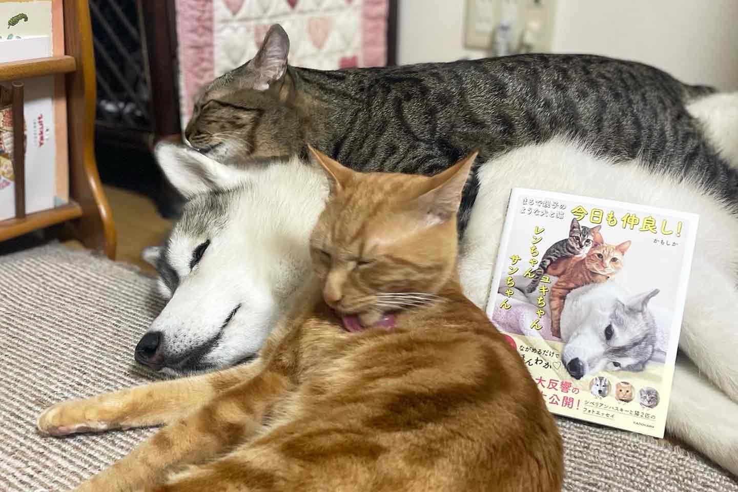 日常での1番の幸せは、ただ愛犬がそばにいてくれること 日常での1番の幸せは、ただ愛犬がそばにいてくれること