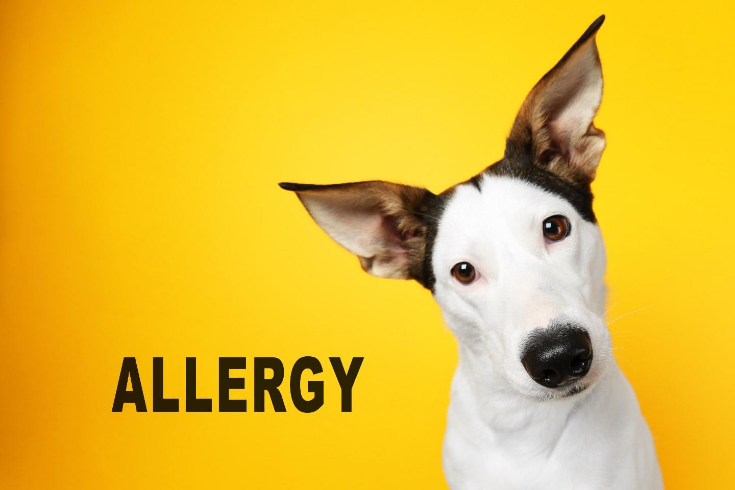 犬が食物アレルギーになるのはなぜ？