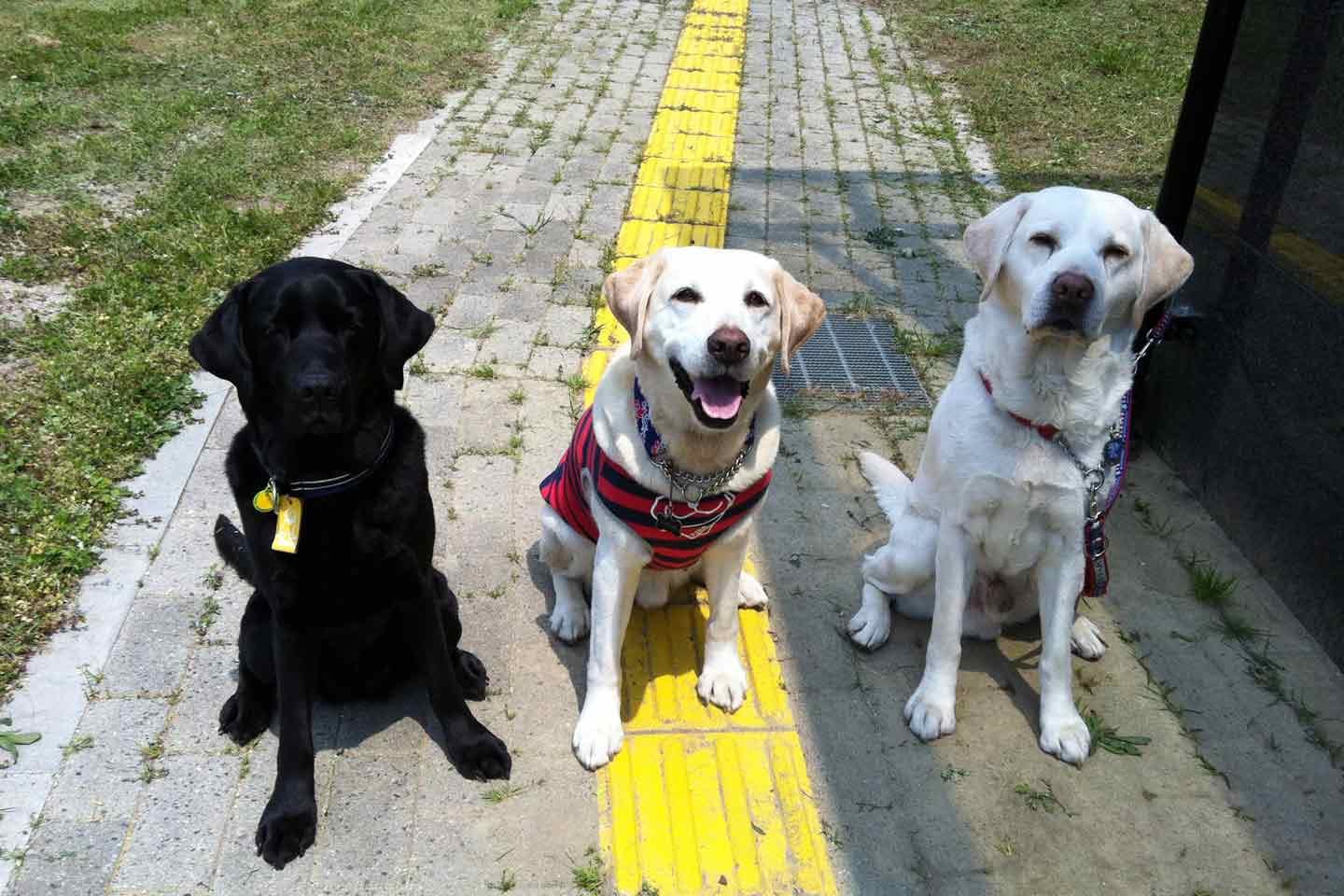 盲導犬を引退した後のサファイア