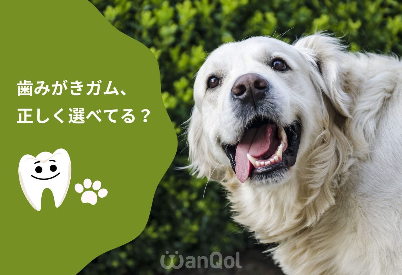 意外と知らない？ 犬用ガムの与え方。歯みがき効果が高いガムの選び方や与え方を獣医師が解説