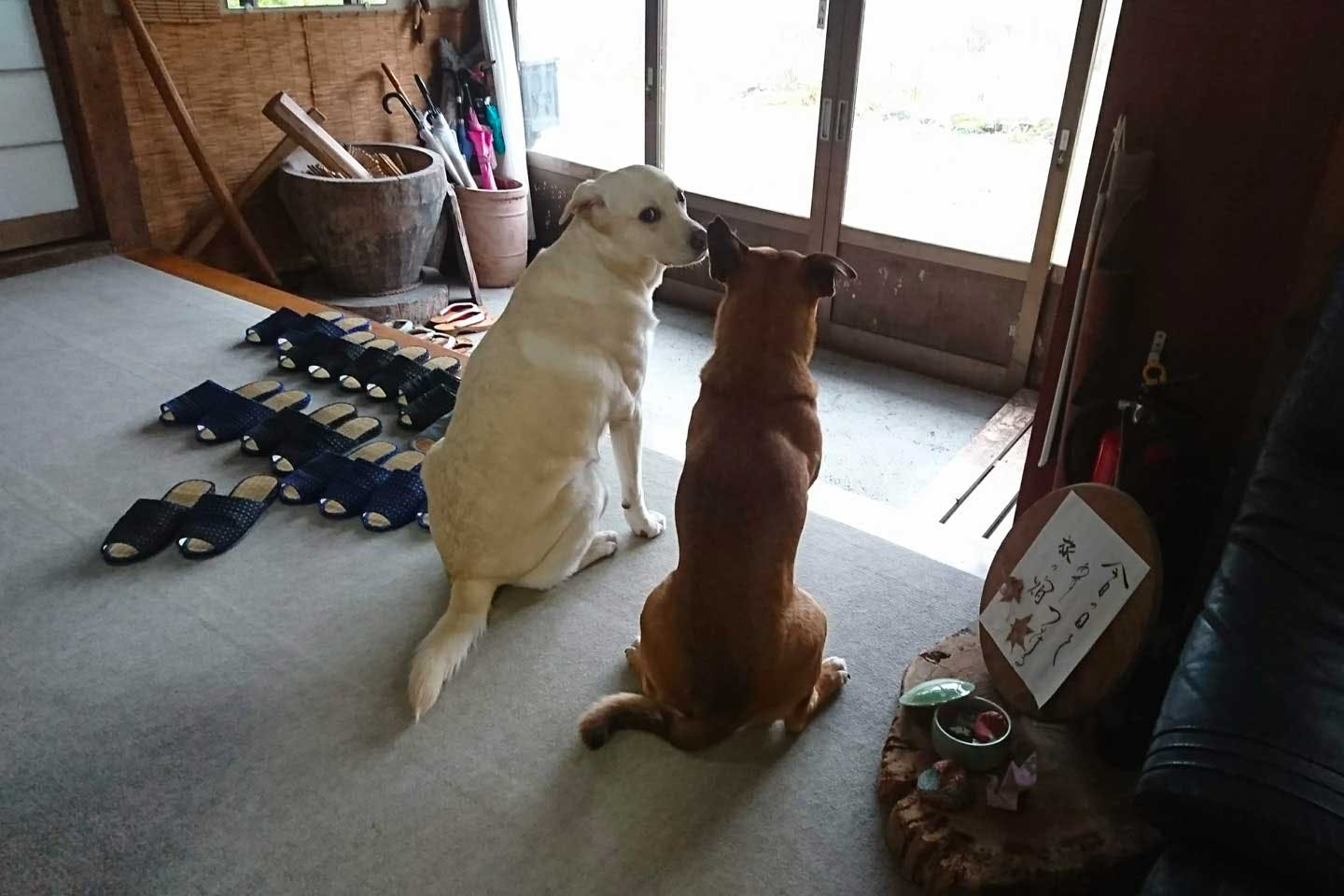 『民宿南部屋』の名看板犬のリュックさんとクララさん