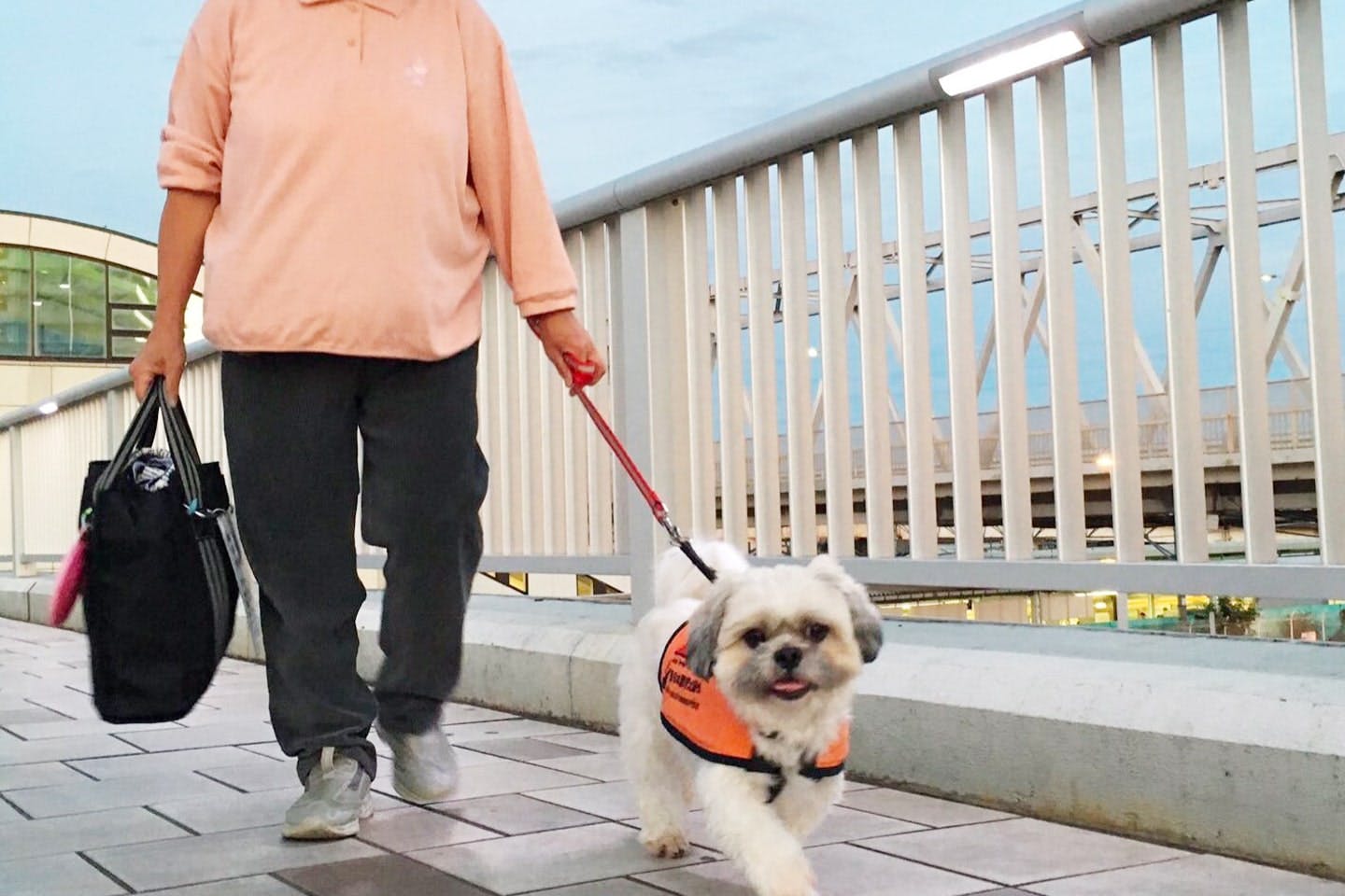 聴導犬のまる君は、成犬になって置き去りにされていたところをアニマルハートレスキューに保護され日本聴導犬協会に譲渡された犬です。（日本聴導犬協会提供）