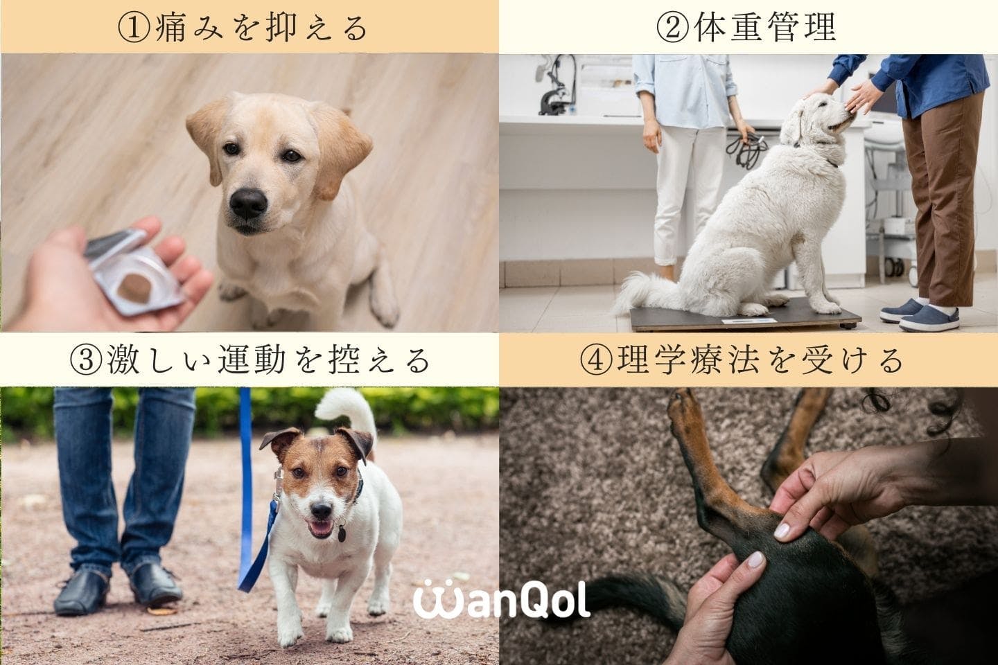 手術は必要？ 犬が変形性関節症になってしまったときの対処法