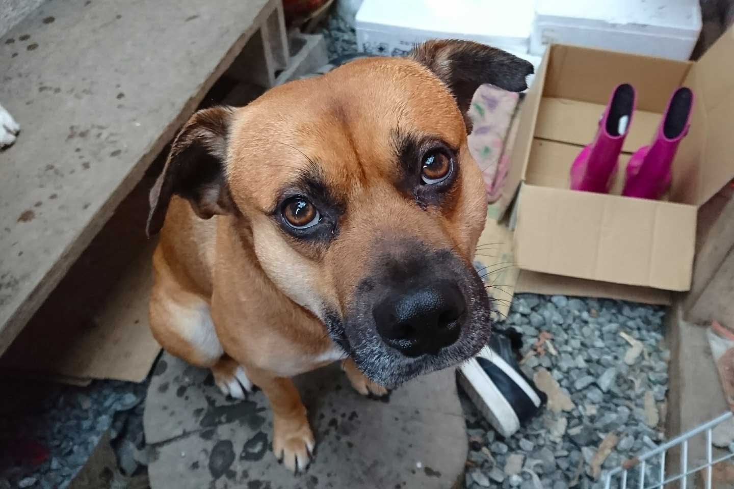 元保護犬で雑種犬のリュックさん 元保護犬で雑種犬のリュックさん