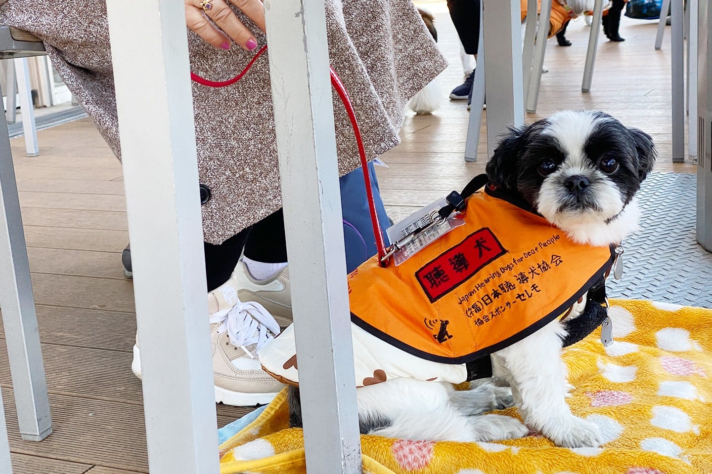 聴導犬は待つのも仕事。ユーザーさんの食事が終わるまで、足元で待機するしょう君。