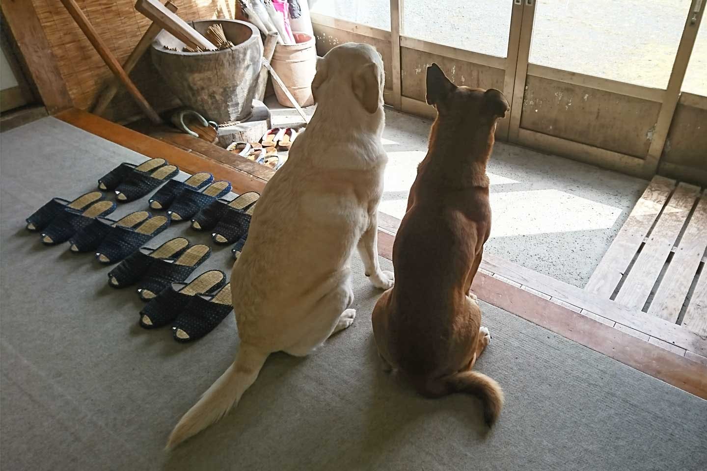 愛犬が、お客さんを見送る看板犬に。温泉宿『民宿南部屋』の宿主が救った2匹の命