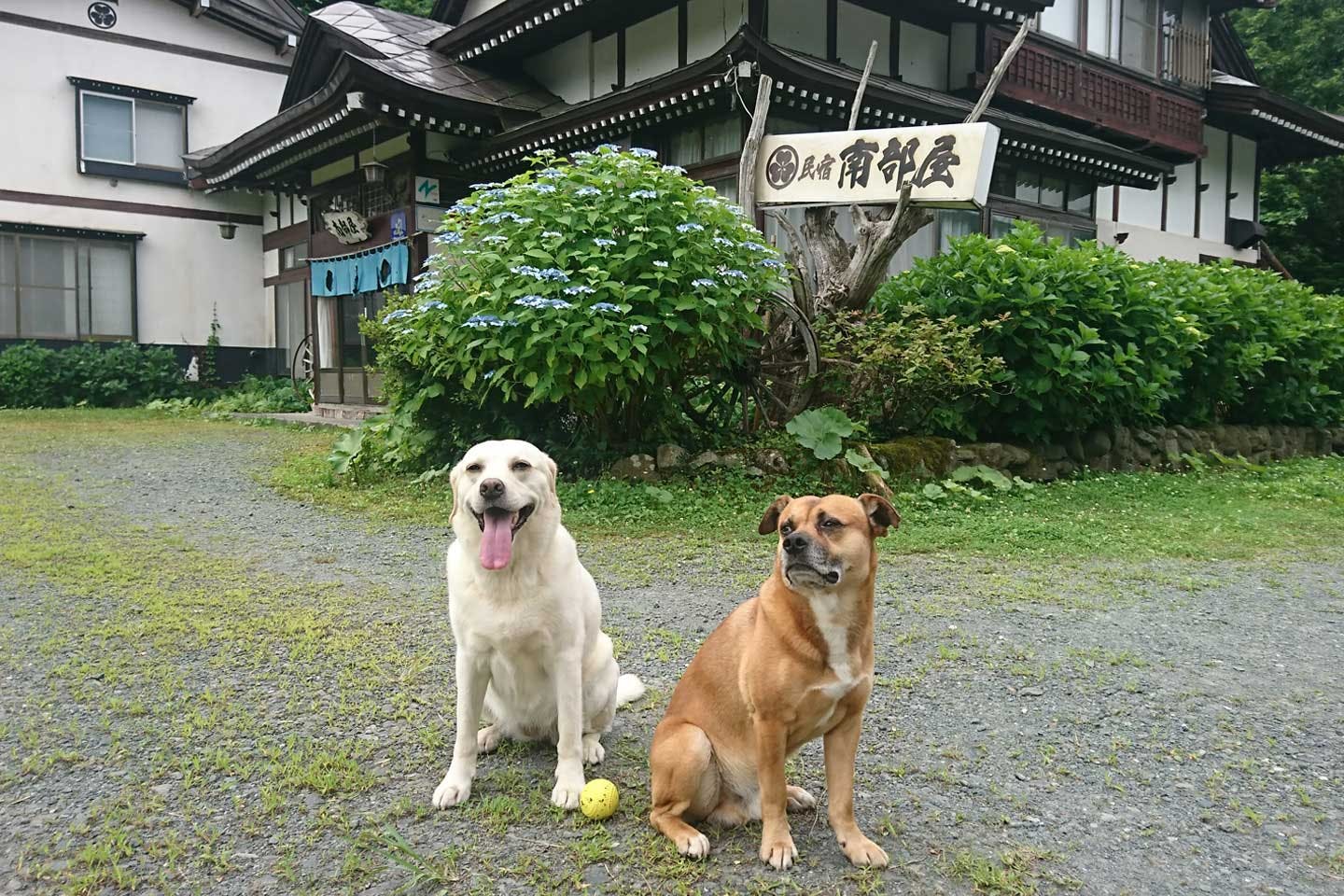 推定ラブラドールの女の子・クララさん（左）と雑種の男の子・リュックさん（右）