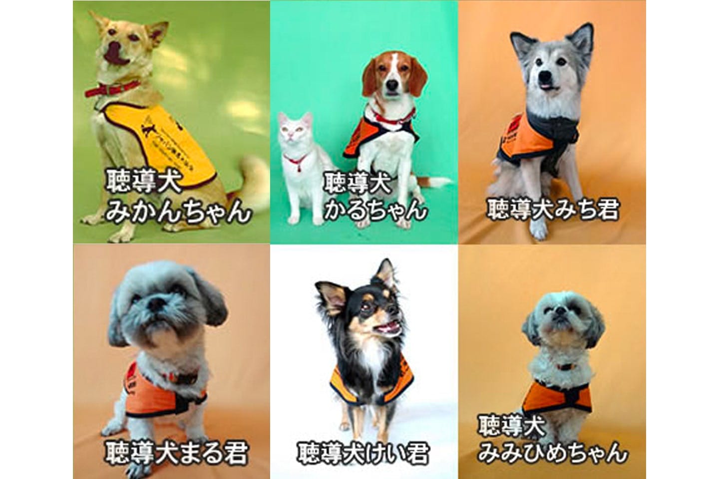 聴導犬はカラフル。中型MIX・ビーグルMIX・シーズー・チワワなどさまざまな犬種が活躍しています（日本聴導犬協会提供）