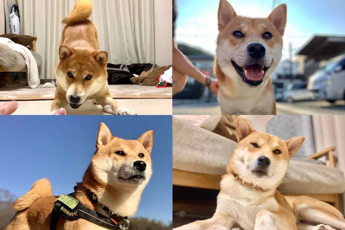 三浦半島であるじと暮らす、柴犬のこむぎくん