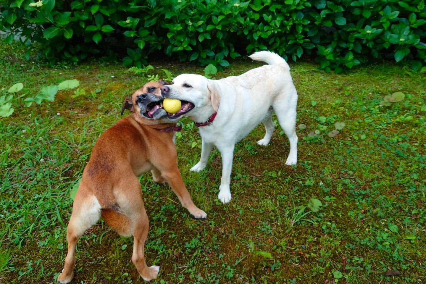 お互いが大好きで、甘えん坊な性格の愛犬たち