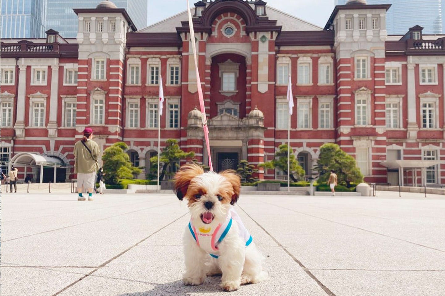 候補犬のかなちゃん。ソーシャライザーとのお出かけが社会化訓練になります