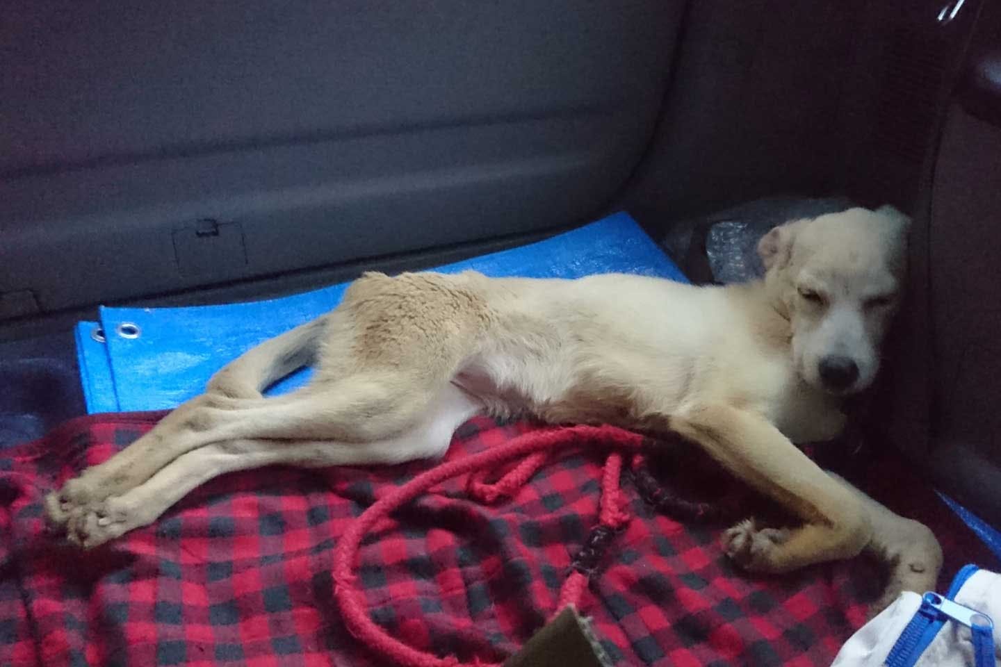 ブリーダーの飼育放棄? 山の中で餓死寸前だった愛犬クララ ブリーダーの飼育放棄? 山の中で餓死寸前だった愛犬クララ