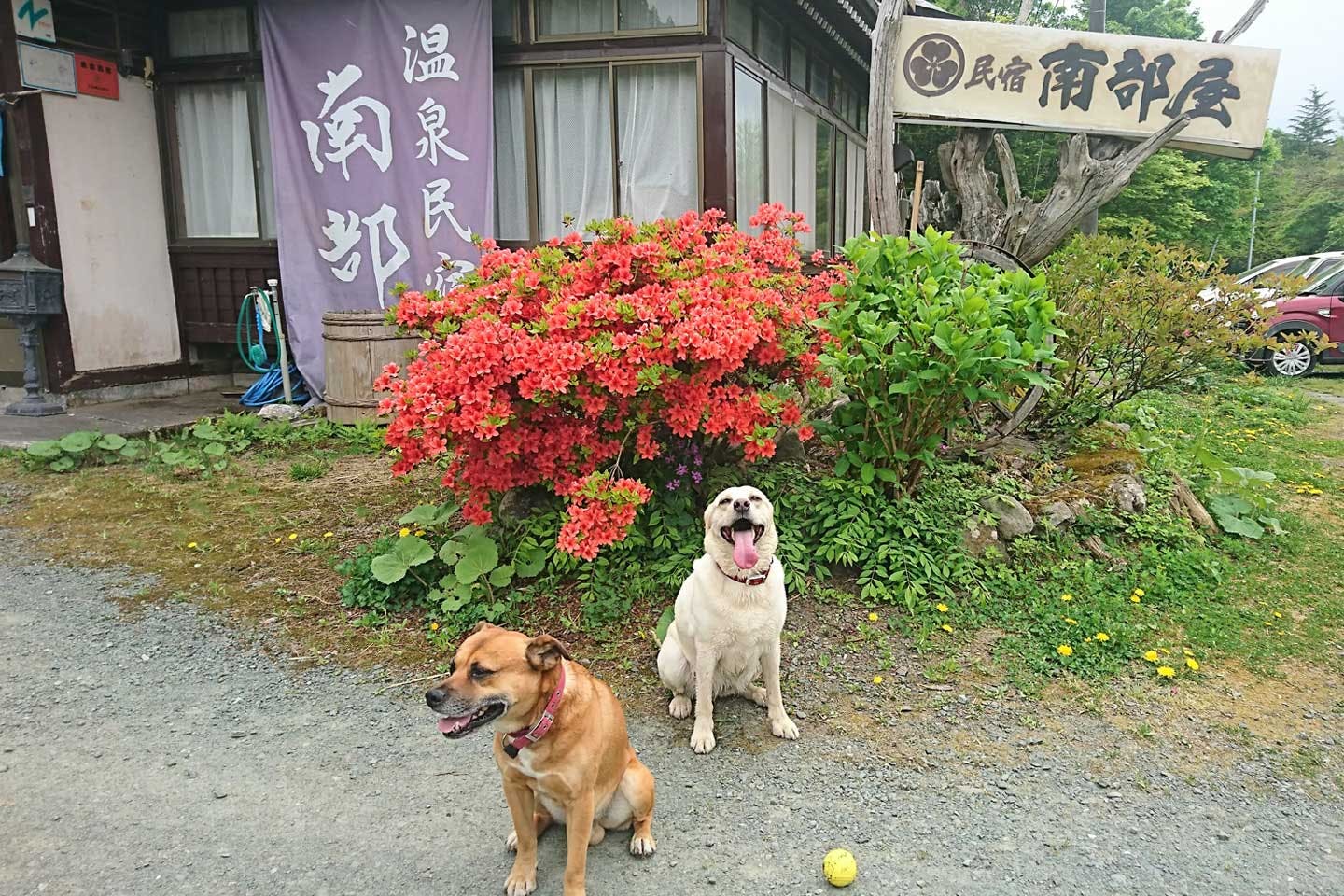 責任・覚悟・犠牲・お金の負担に勝る、愛犬たちがくれる幸せ