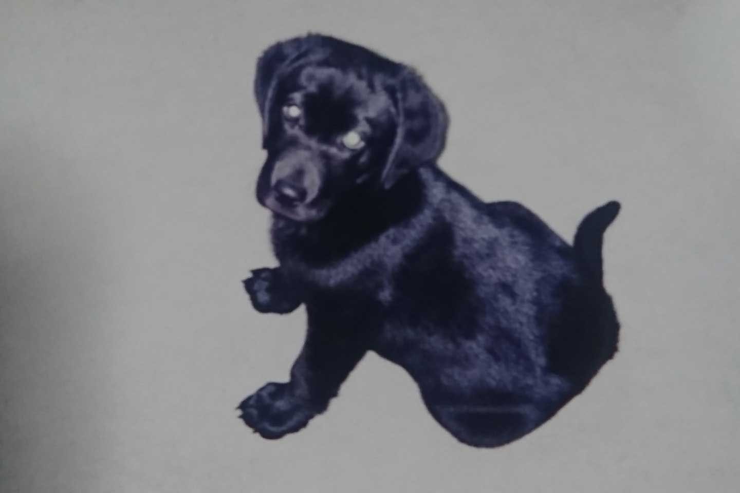 田村さんの愛犬ネロくん(ラブラドールレトリーバー) 田村さんの愛犬ネロくん(ラブラドールレトリーバー)