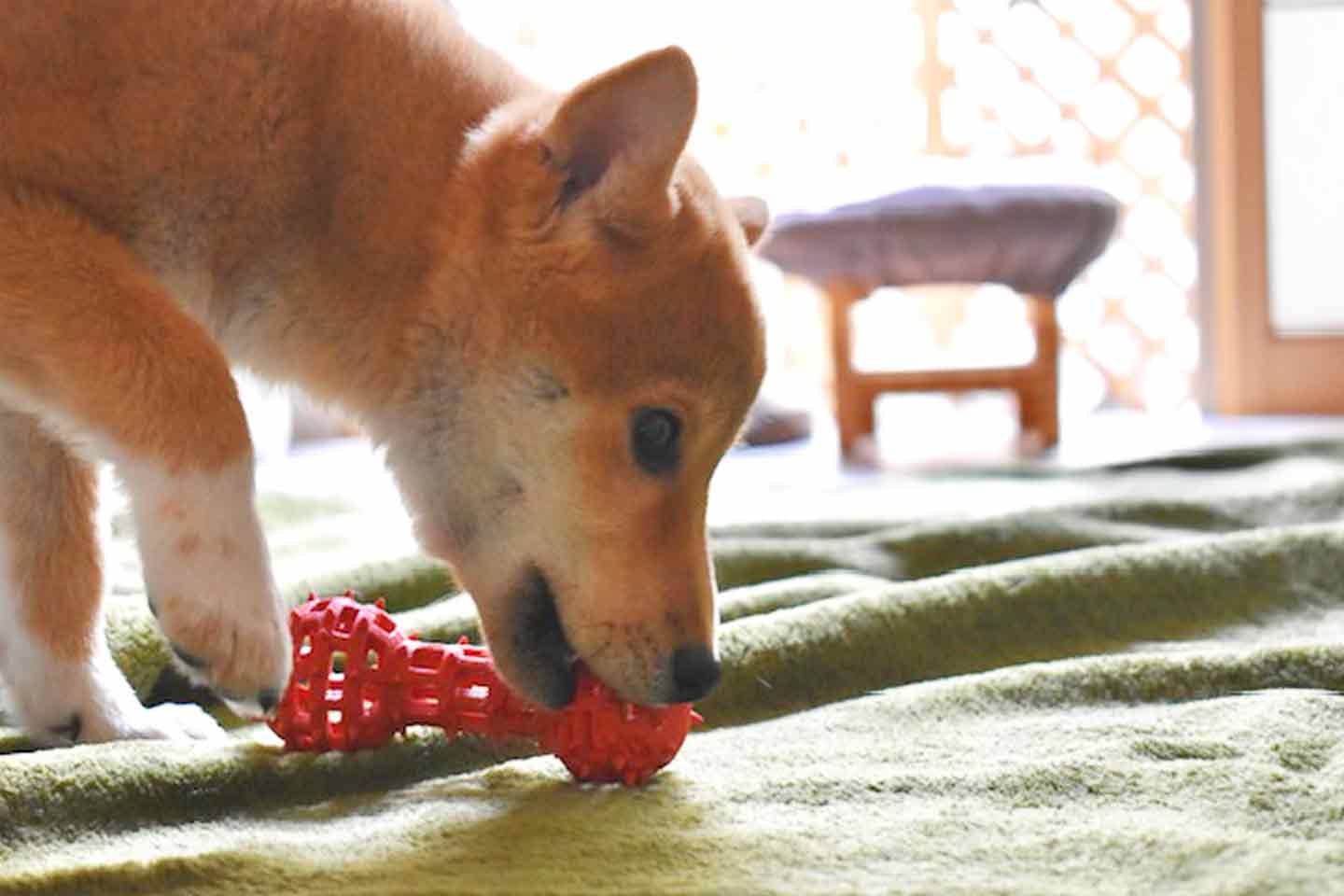 子犬時代の柴犬こむぎくん