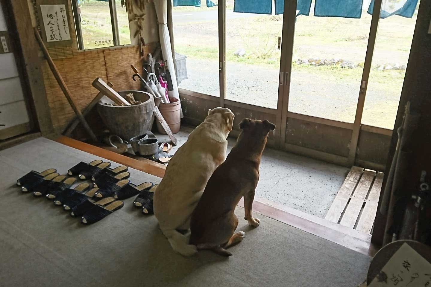 温泉宿『民宿南部屋』の宿主・田村さんの愛犬リュックさんとクララさん