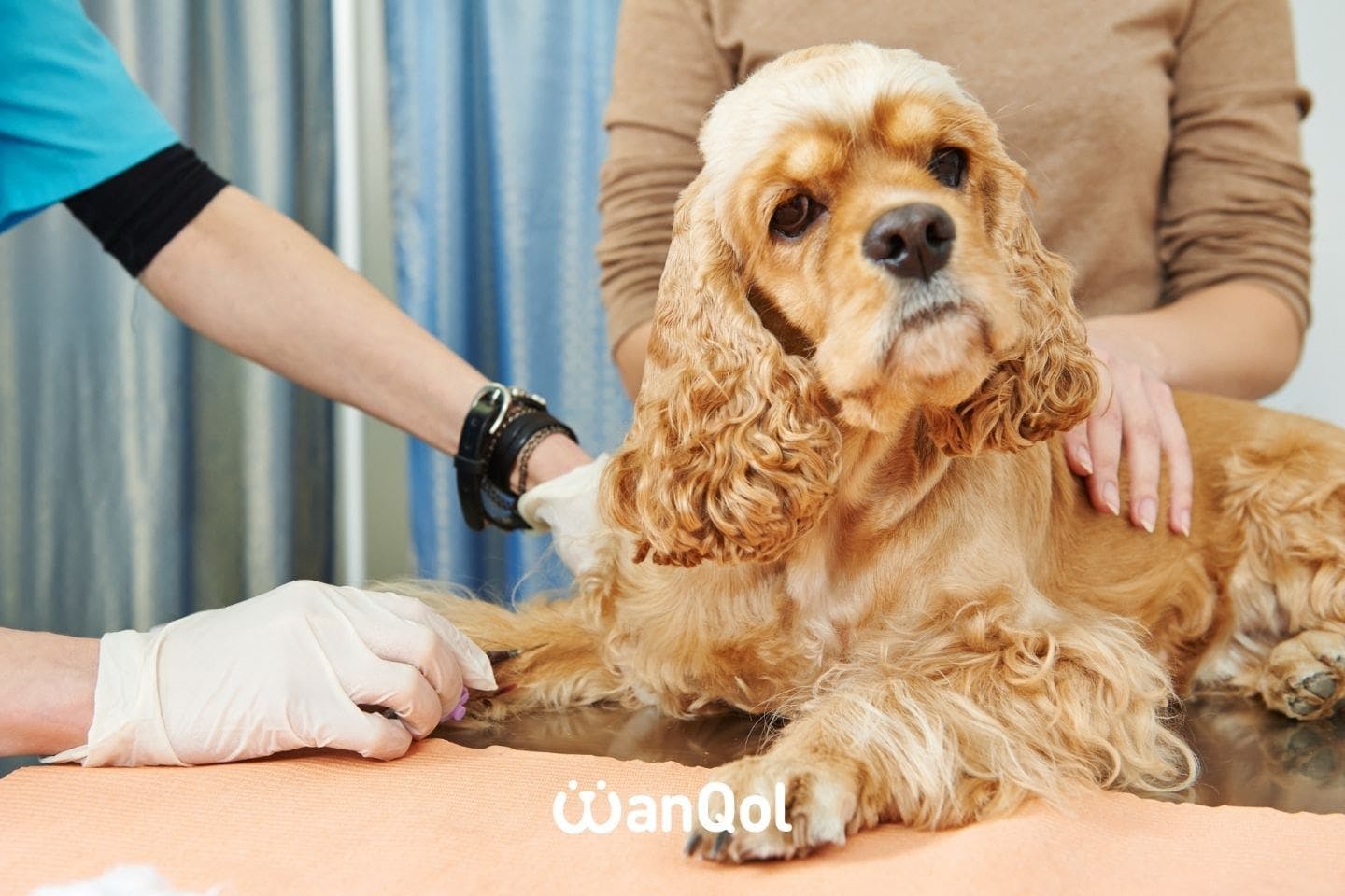 犬の変形性関節症の検査・診断方法