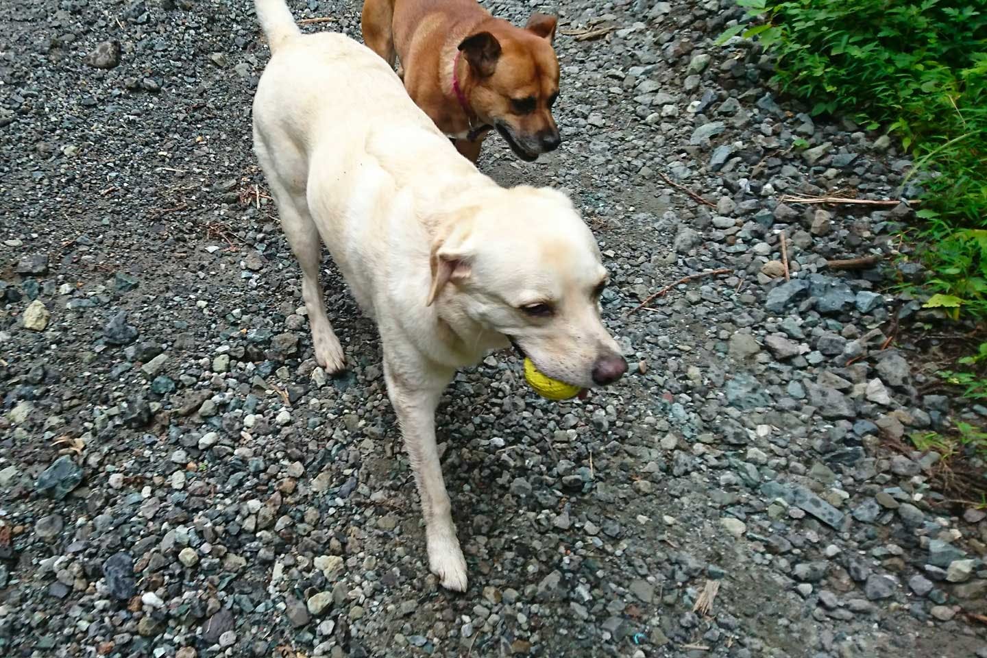 お客さんに遊んでもらうのが大好きな田村さんの愛犬・リュックさんとクララさん