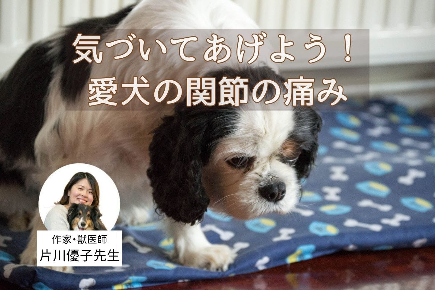 高齢犬の約4割が発症している「変形性関節症」が見逃されがちな