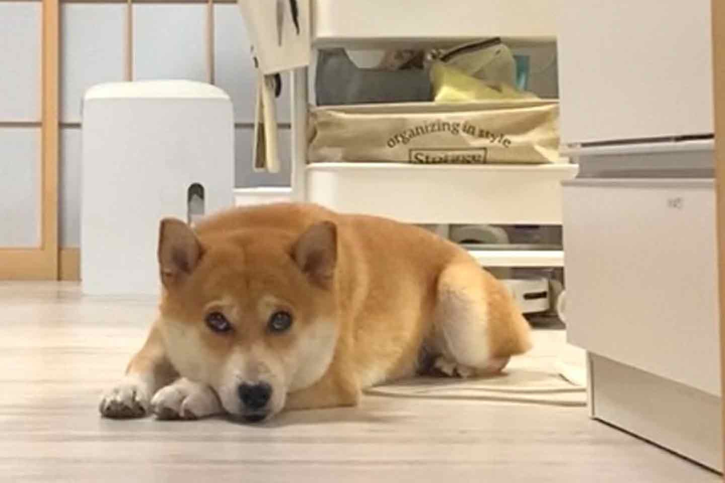 朝、あるじの様子を伺う柴犬こむぎくん