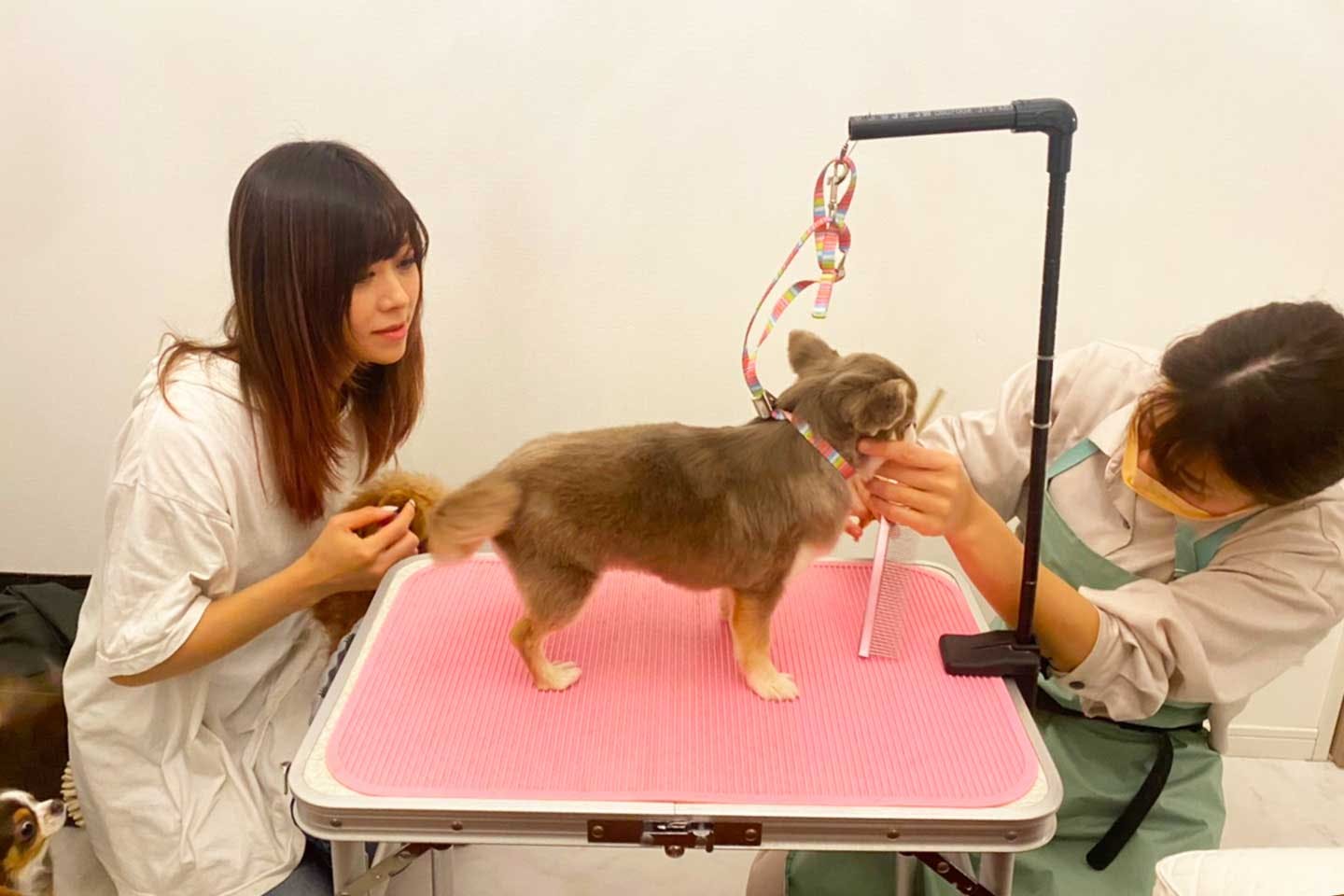 トリマーさんと飼い主さんのコミュニケーションが円滑 トリマーさんと飼い主さんのコミュニケーションが円滑
