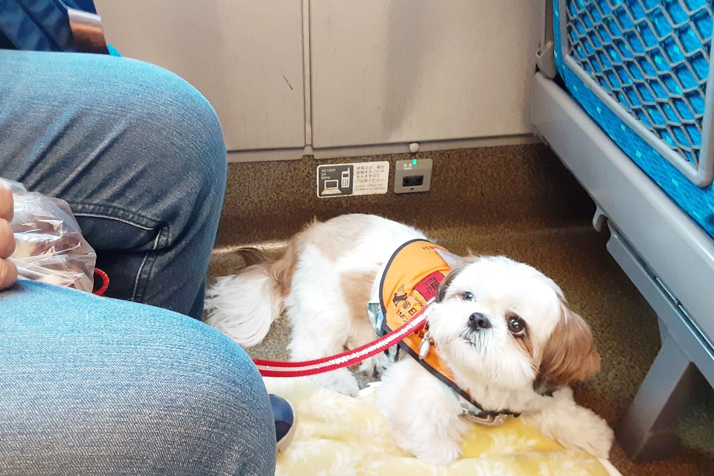 新幹線に乗車する聴導犬のはつくん。自分からユーザーさんに立候補しました（日本聴導犬協会提供）