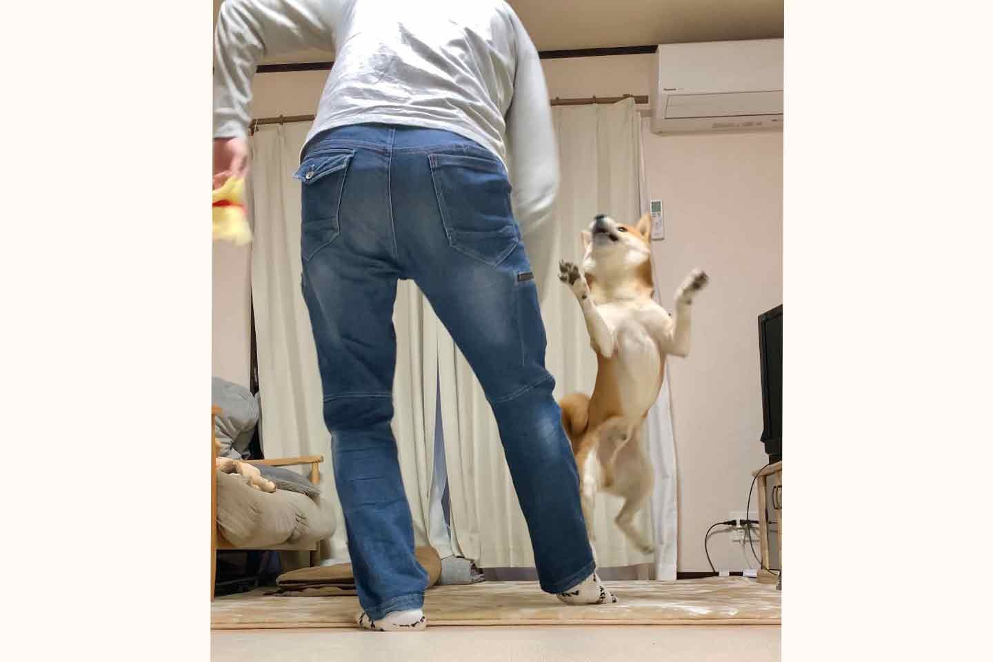 柴犬こむぎとあるじ　毎日の遊びの時間