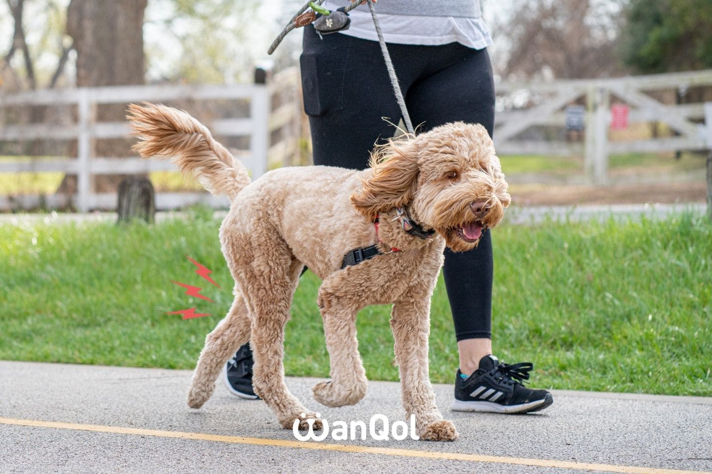 犬の変形性関節症