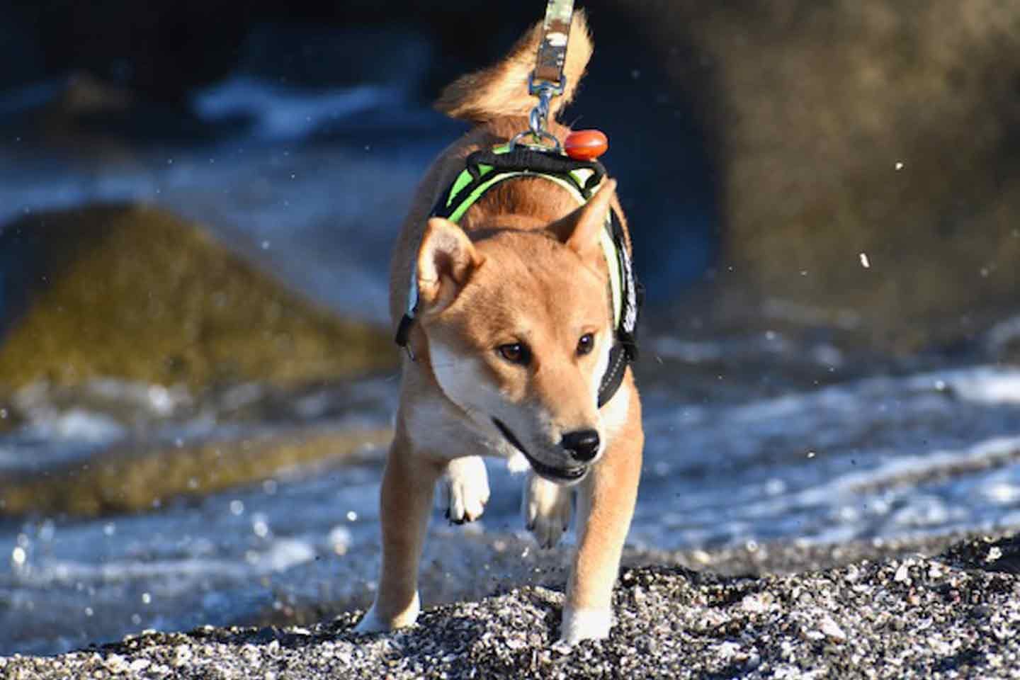 自然を躍動する柴犬こむぎくん