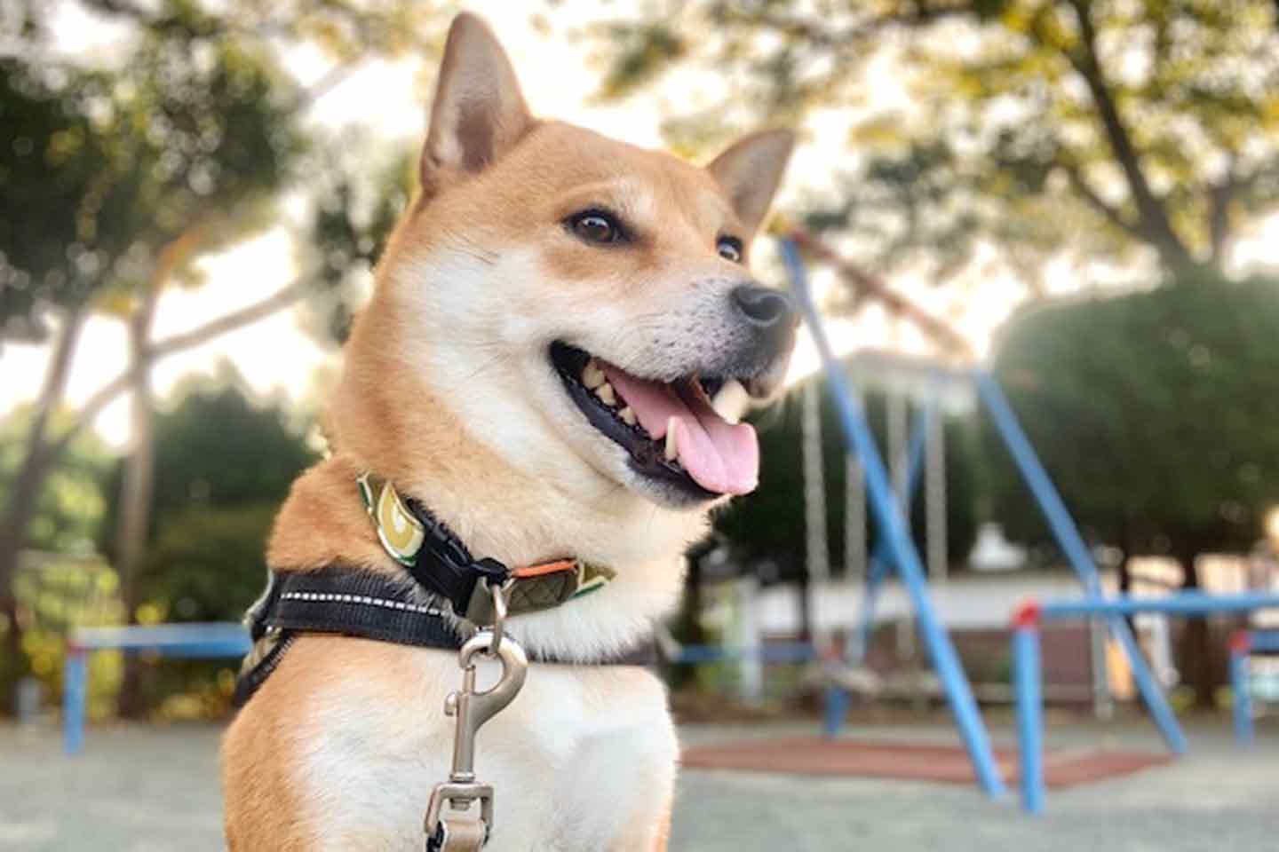 愛犬こむぎを迎えて知った、何物にも代えがたい尊い存在