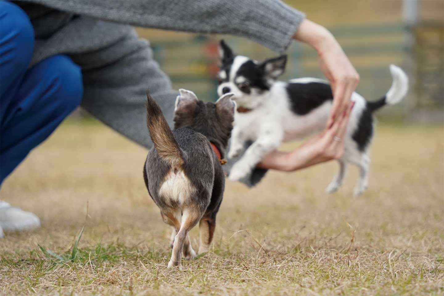 ドッグランで走るチワワの愛犬あお＆ものちゃん