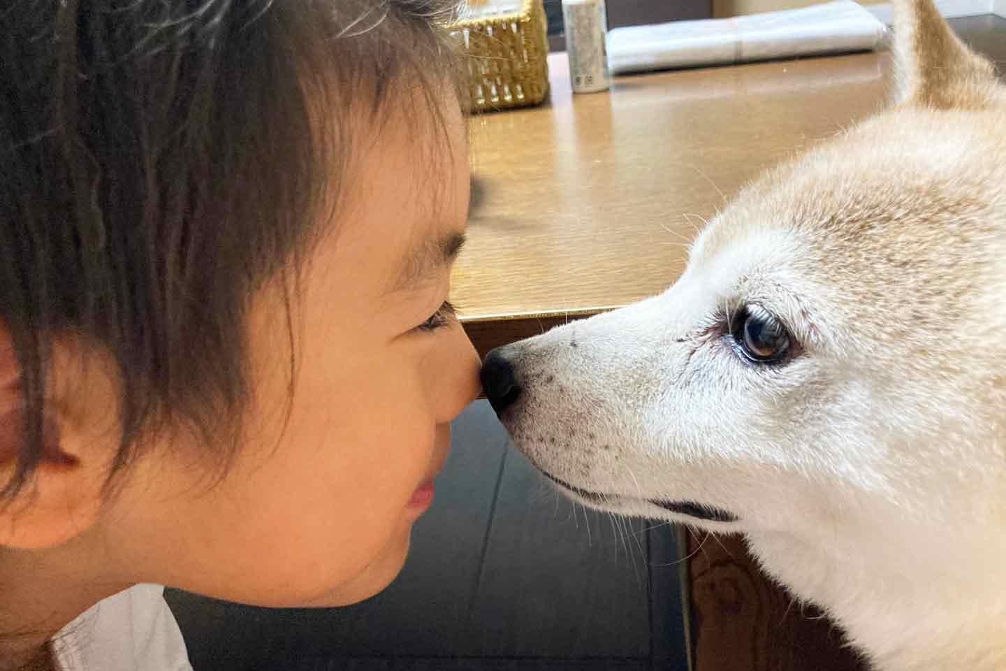 しゅん君と愛犬チャコちゃんの毎日の習慣。鼻チェック しゅん君と愛犬チャコちゃんの毎日の習慣。鼻チェック