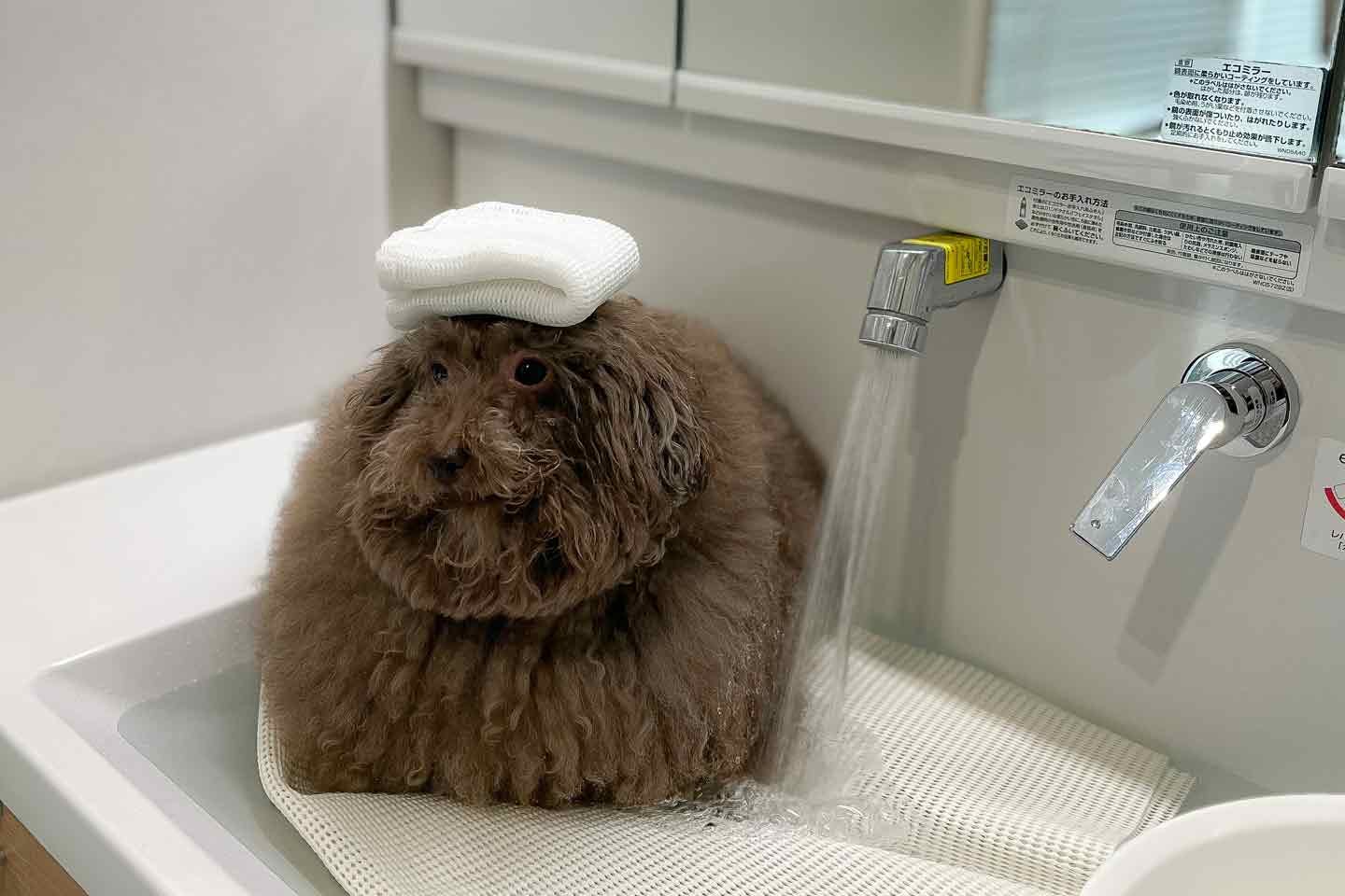 シャンプー前の愛犬ちろるちゃん シャンプー前の愛犬ちろるちゃん