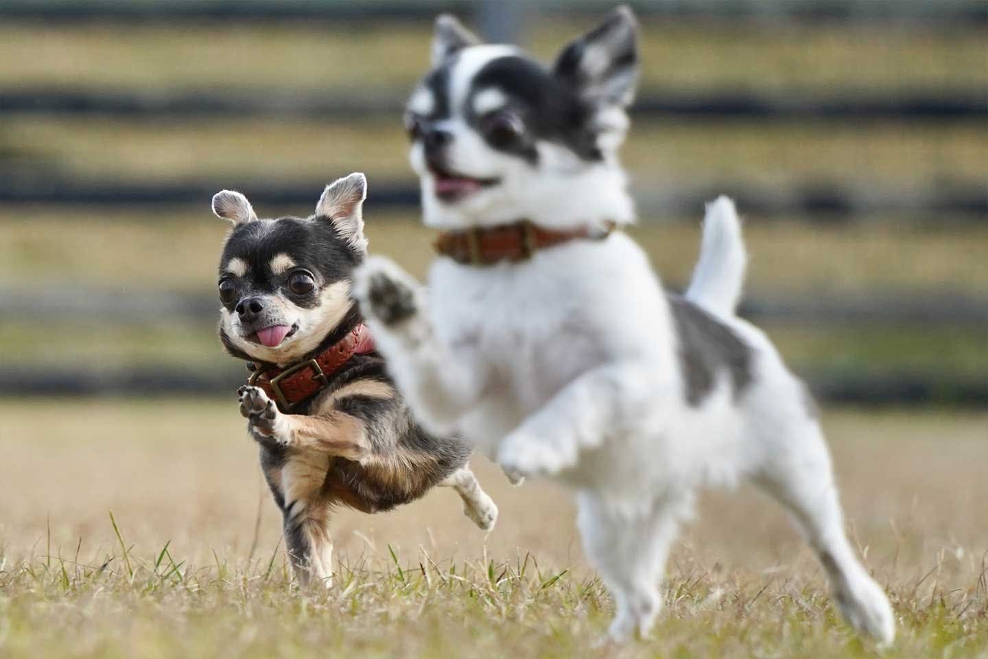 「これがチワワなんだ」偶然出会った控えめな犬に一目惚れ