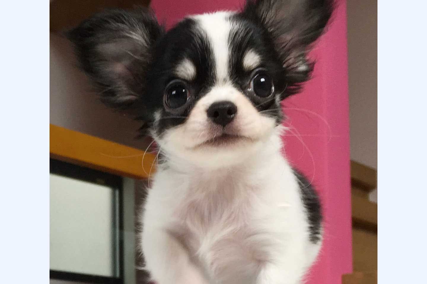 子犬時代のものちゃん 子犬時代のものちゃん