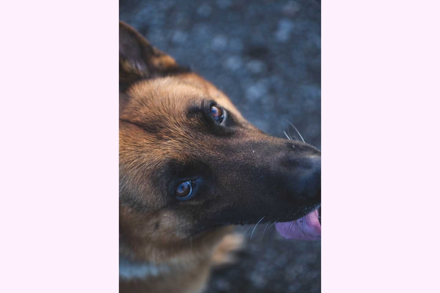 中道さんの愛犬　シェパードのドンくん