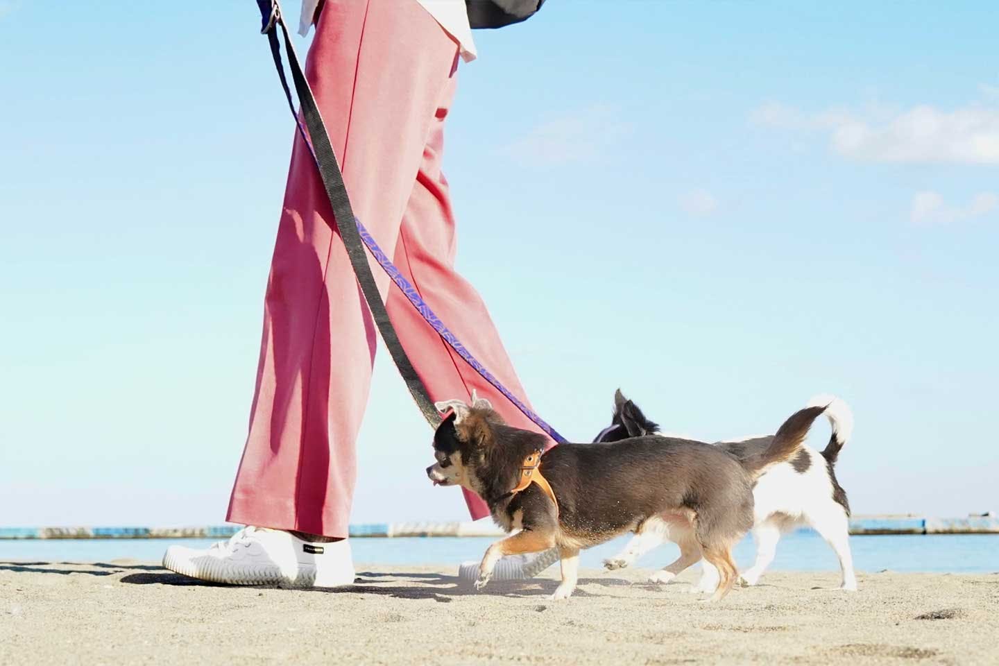 愛犬あお&ものとの幸せな日常 愛犬あお&ものとの幸せな日常