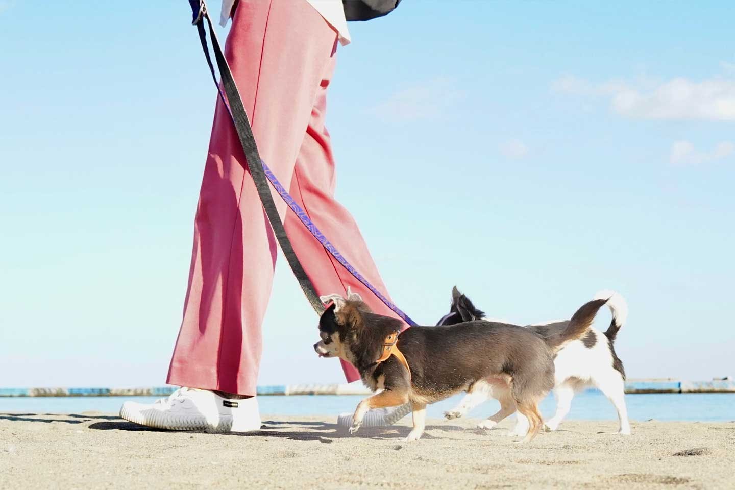 愛犬あお＆ものとの幸せな日常