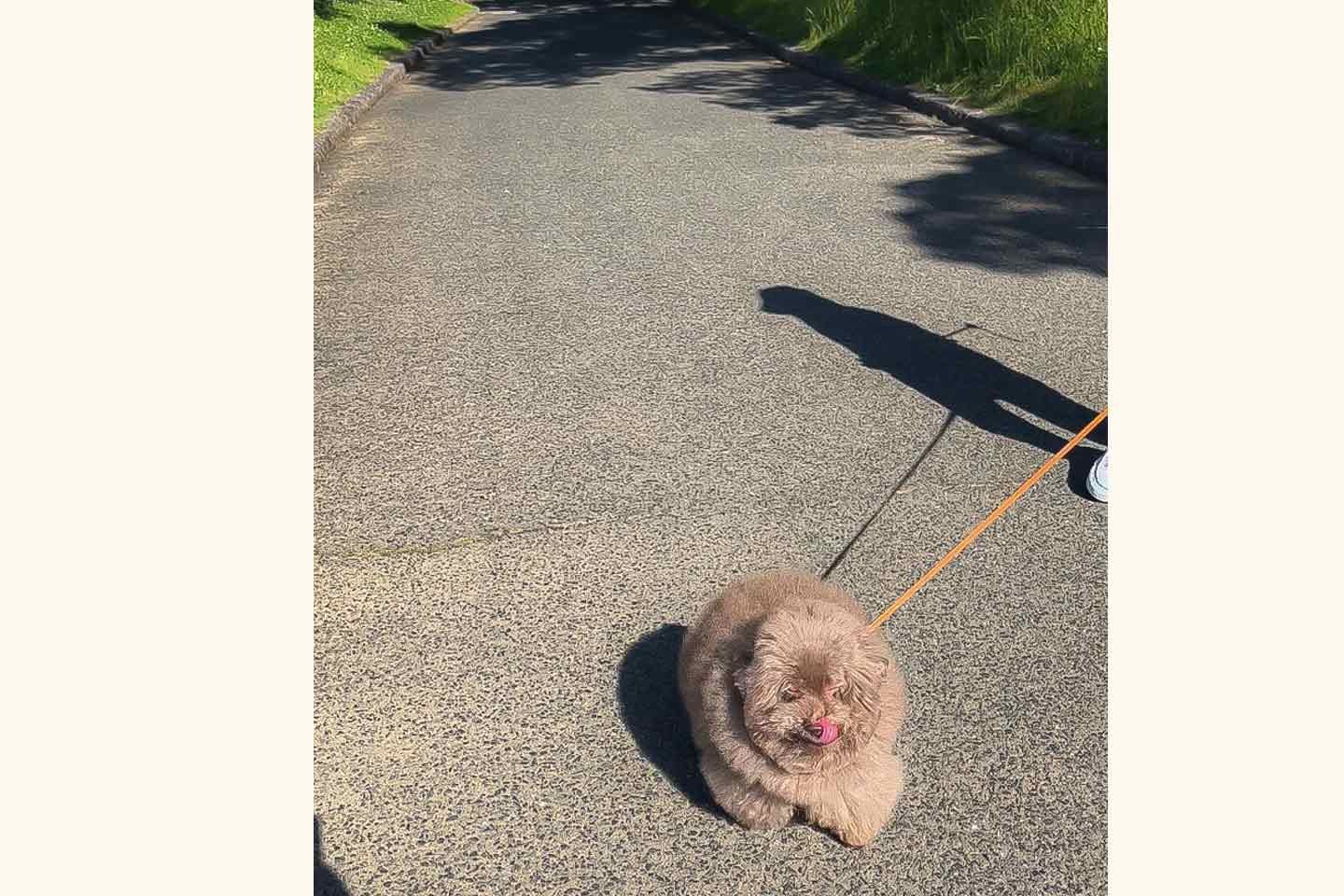ちろるちゃんのお散歩 ちろるちゃんのお散歩