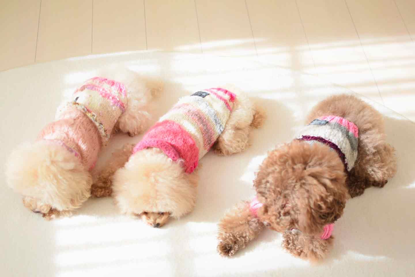 ななえさんの愛犬ちろるちゃん、シエルちゃん、フルールちゃん ななえさんの愛犬ちろるちゃん、シエルちゃん、フルールちゃん