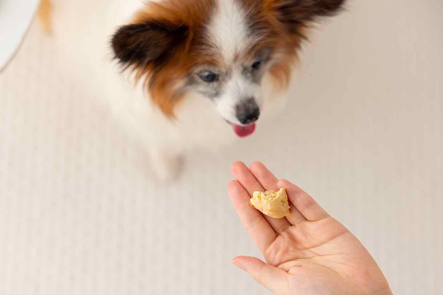 【冷凍保存も可能】愛犬が食べやすい大きさに切って与える