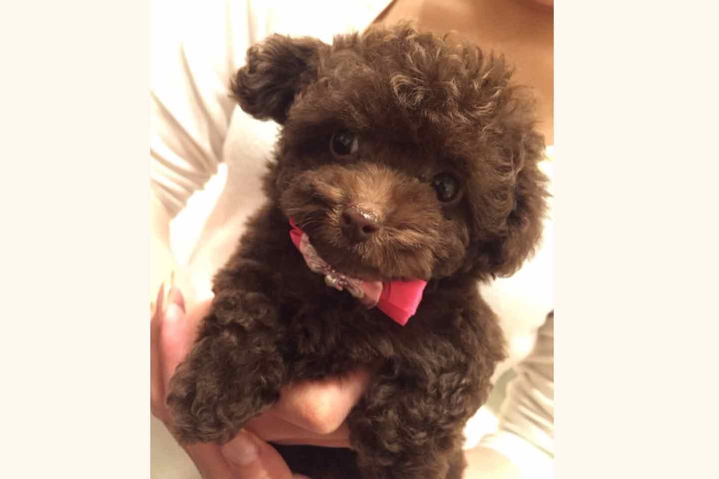 迎えたばかりの頃の愛犬ちろるちゃん 迎えたばかりの頃の愛犬ちろるちゃん