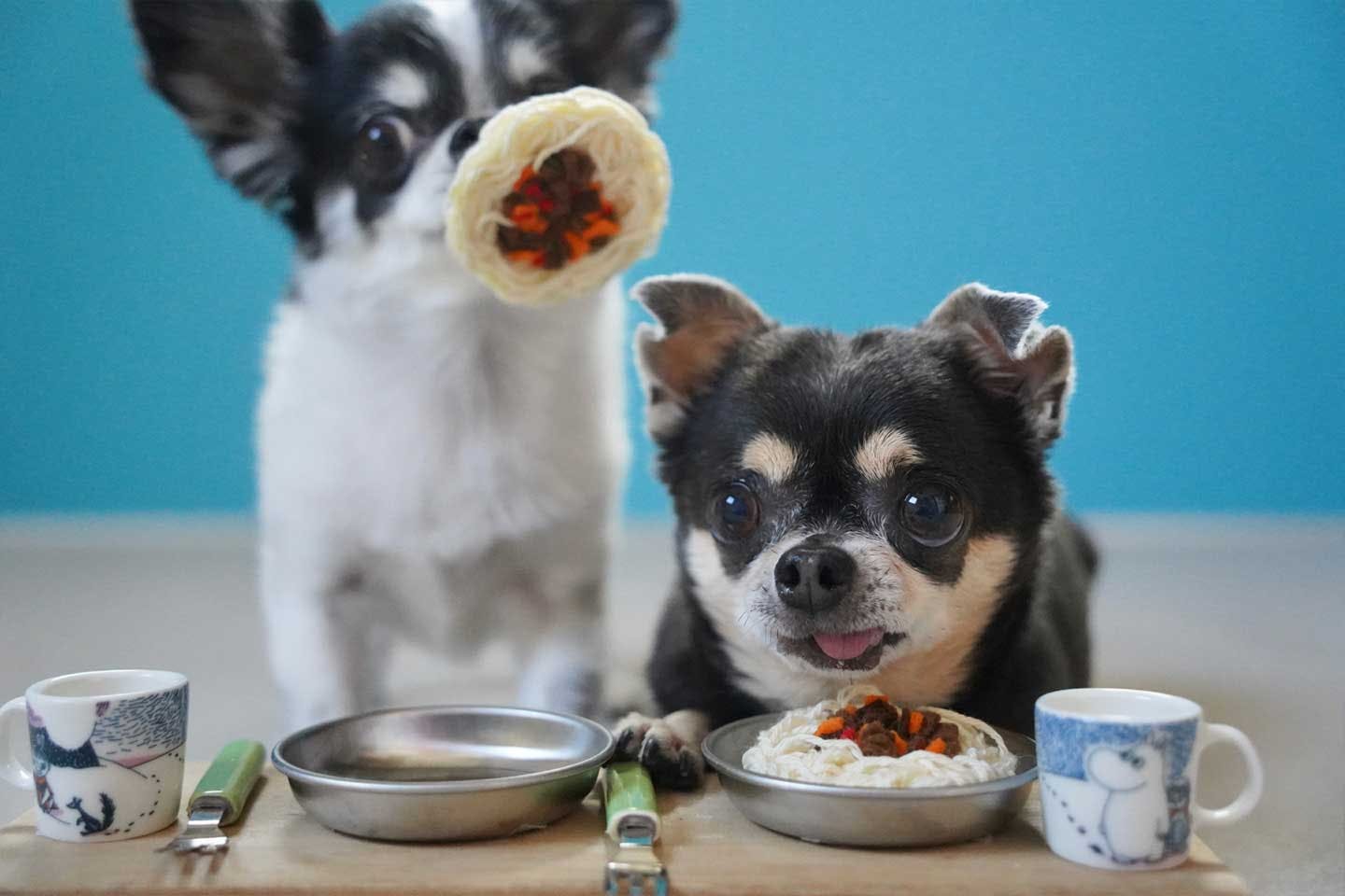 台本は一切なし! 撮影中は、ただ愛犬と遊ぶ楽しい時間 台本は一切なし! 撮影中は、ただ愛犬と遊ぶ楽しい時間