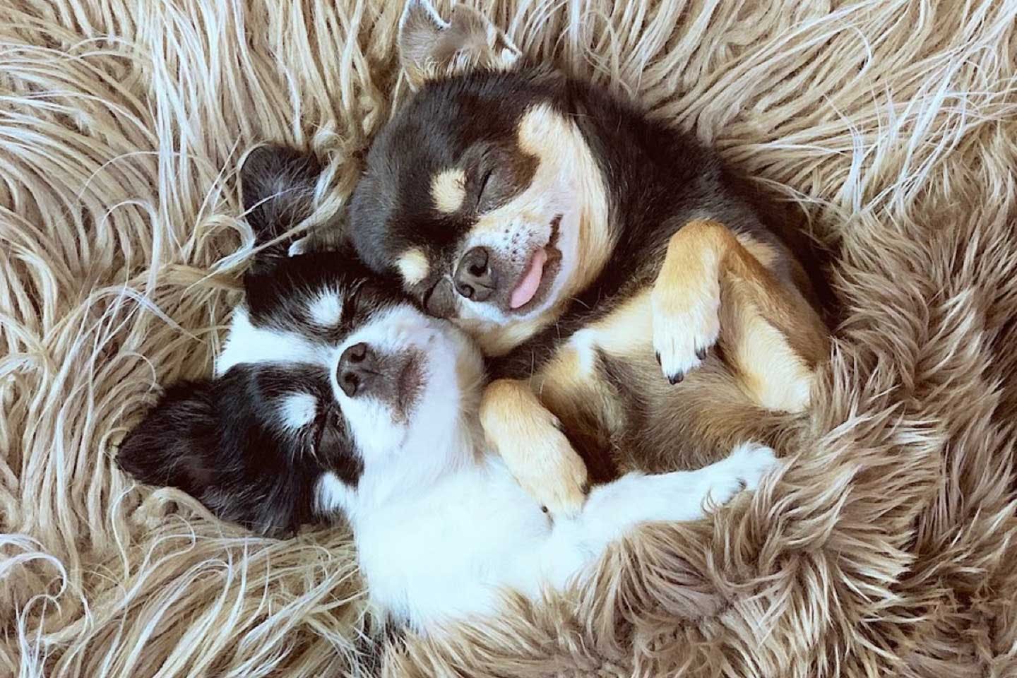 チワワの愛犬あお&ものの寝顔 チワワの愛犬あお&ものの寝顔
