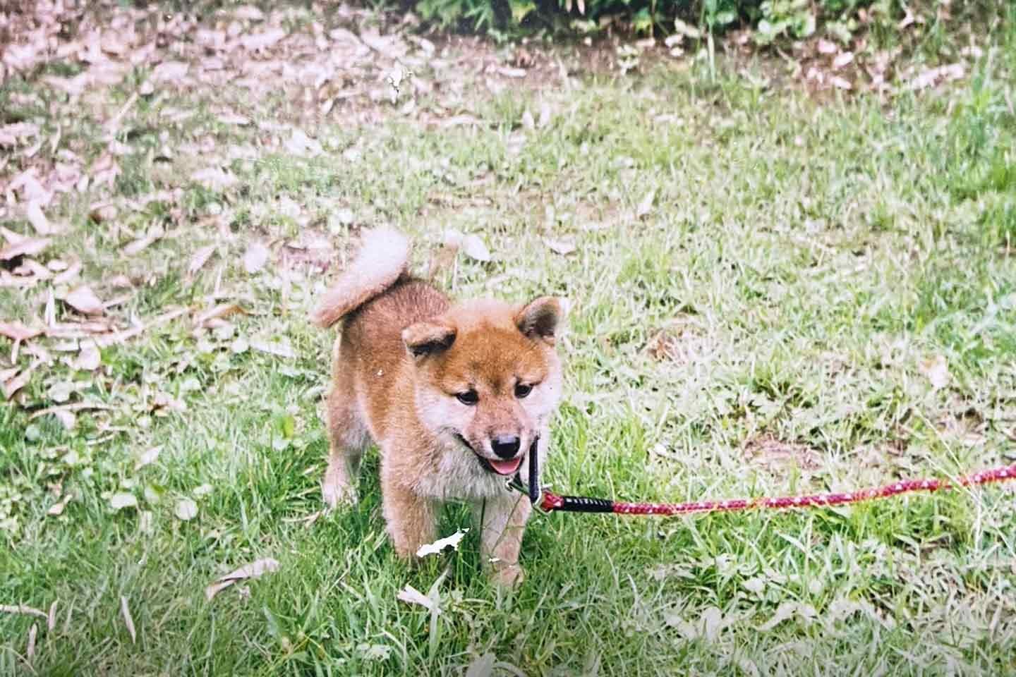 幼い頃のしゅん君家族の愛犬・チャコちゃん 幼い頃のしゅん君家族の愛犬・チャコちゃん
