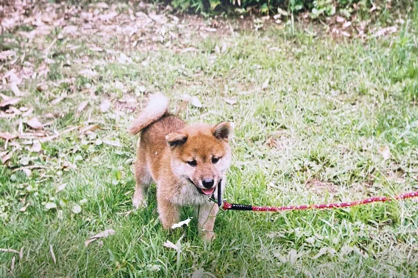 幼い頃のしゅん君家族の愛犬・チャコちゃん